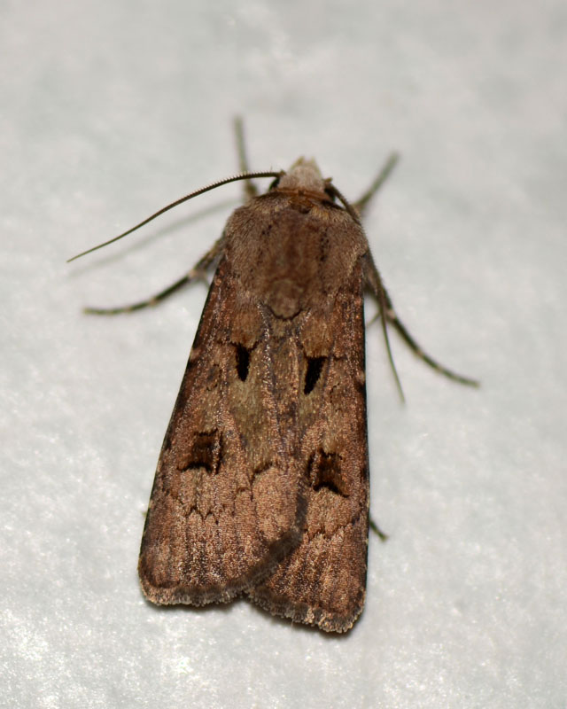 Noctuidae Agrotis exclamationis ?